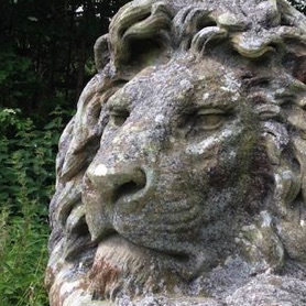 In the weeds, two lions kept guard. One awake . . .